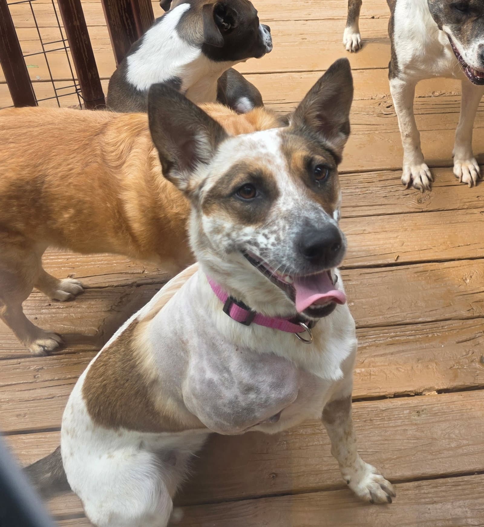 Trixie - Australian Cattle Dog/Blue Heeler