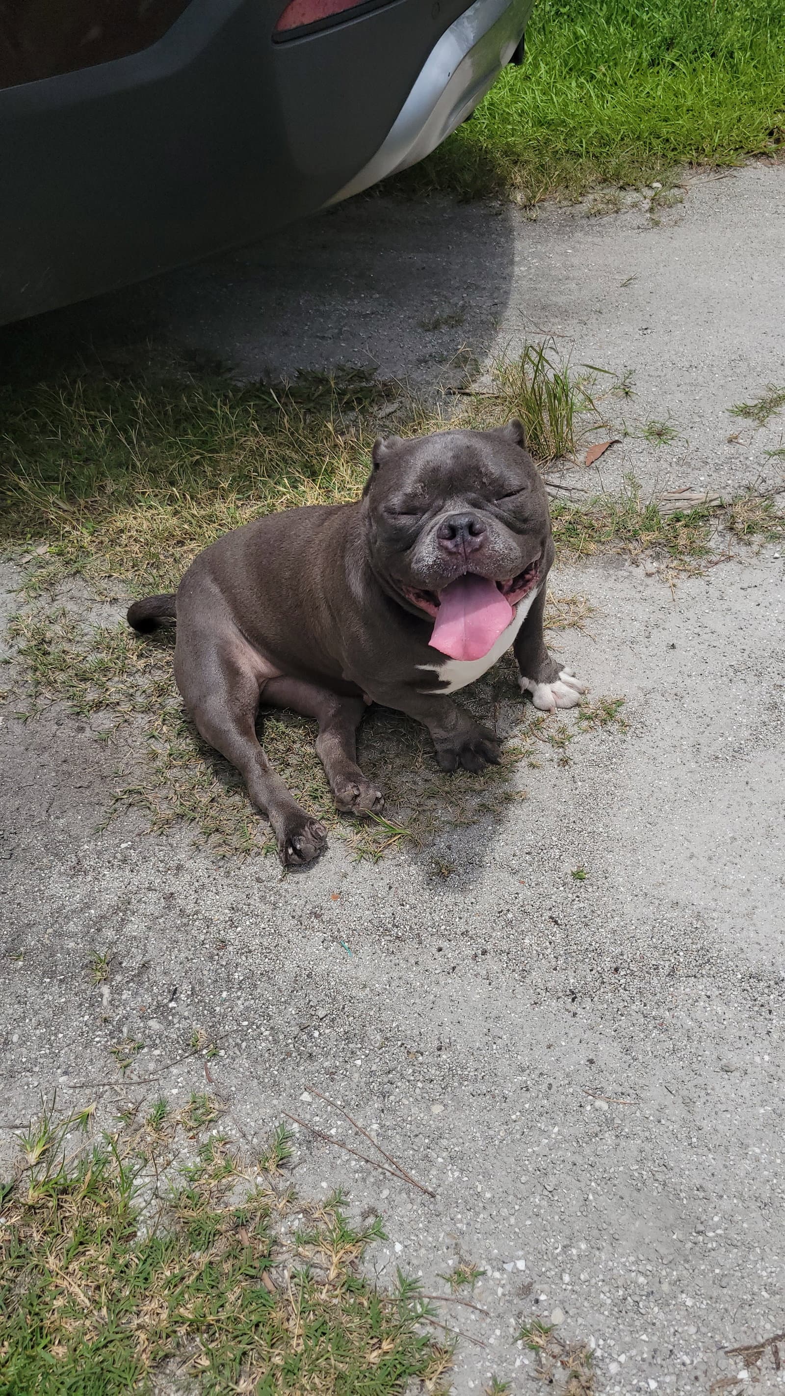 Anya - Bulldog