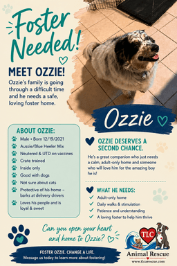 Ozzie image 1
