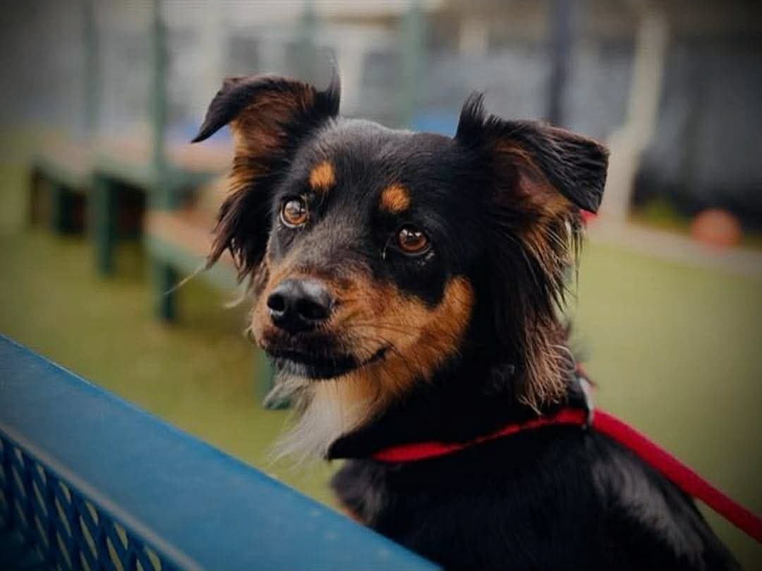 Crystal - Australian Shepherd