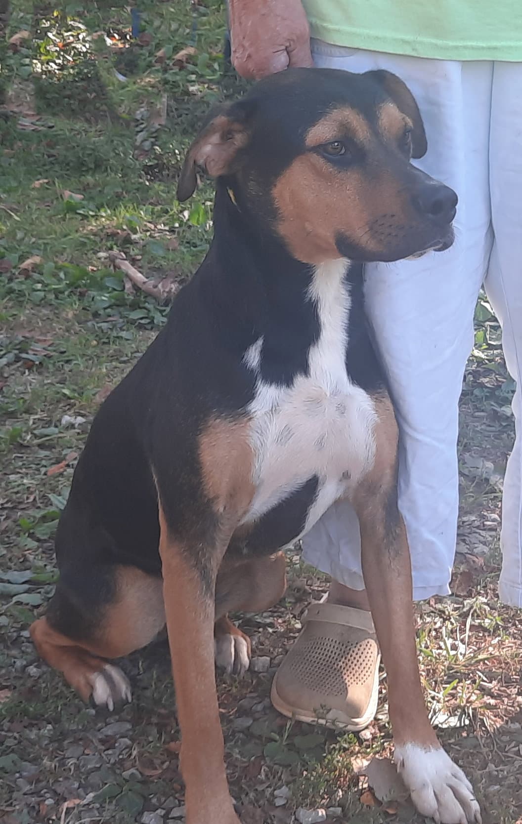 Joel - Rottweiler