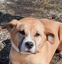 Zeke image 1
