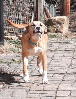 Zeke image 3