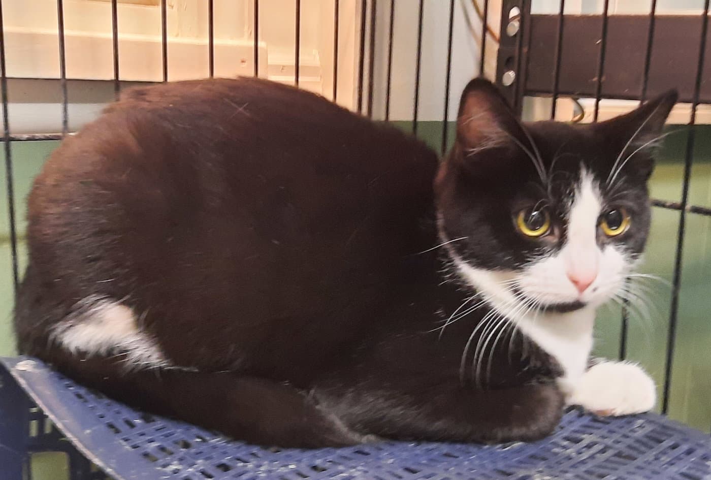 Judy - Domestic Short Hair