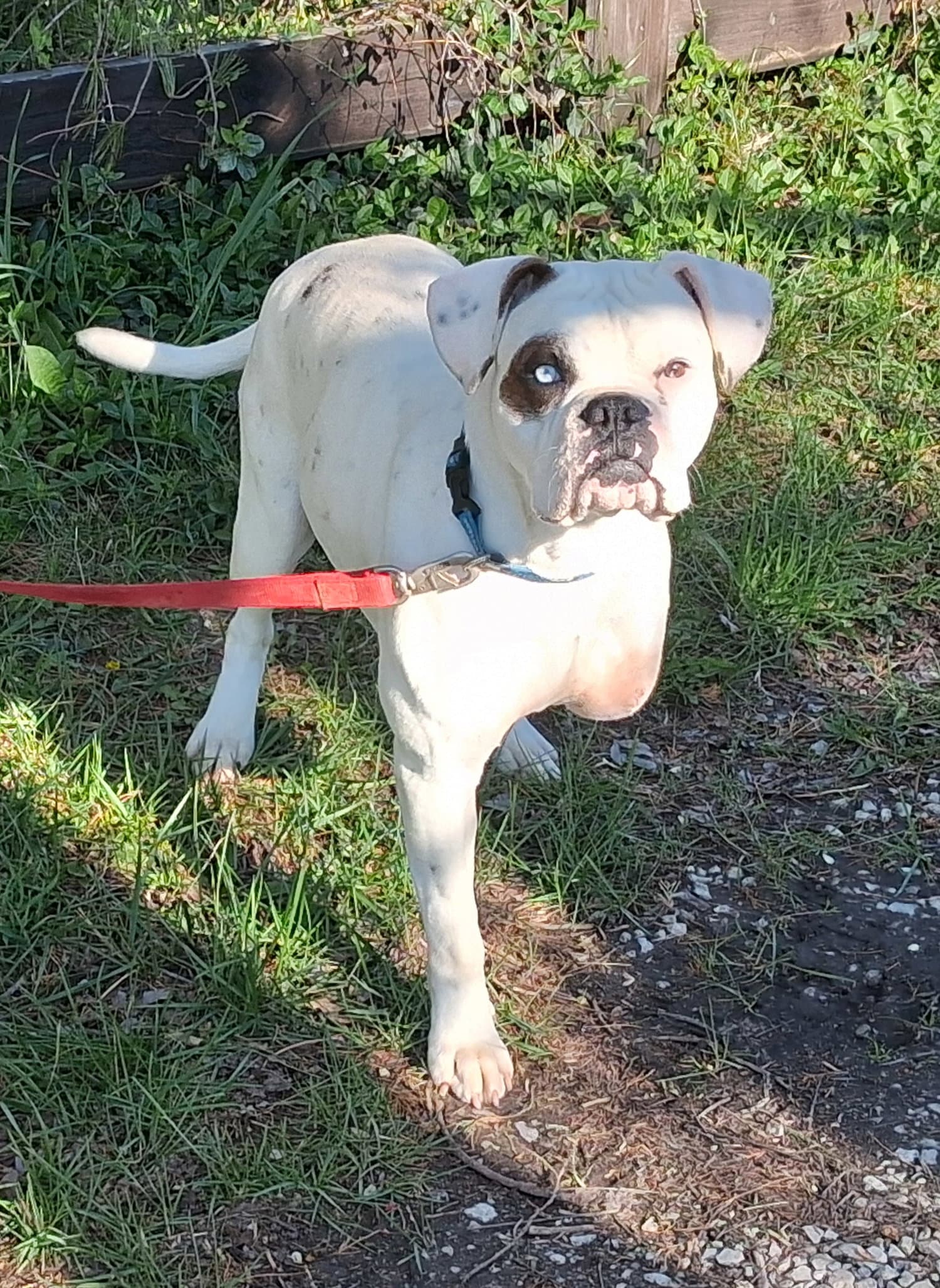 Sarge - Boxer