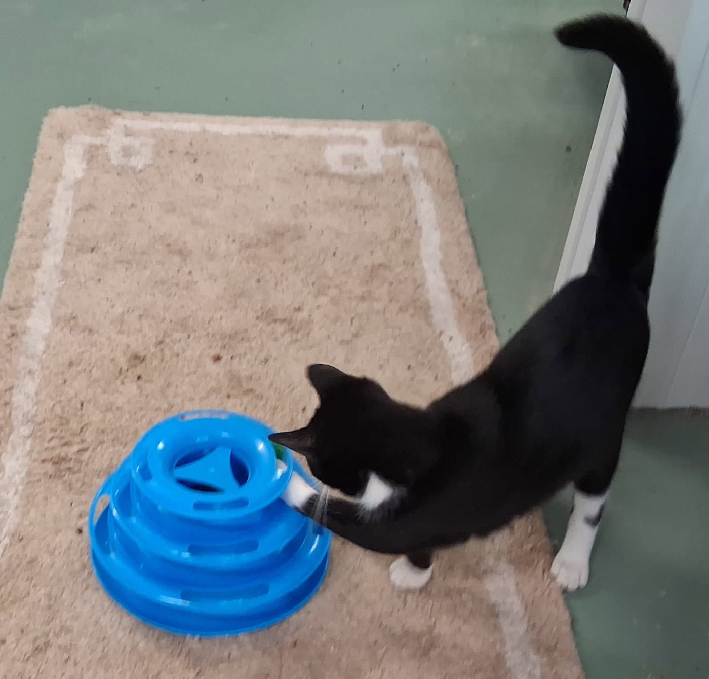 Sherlock - Domestic Medium Hair
