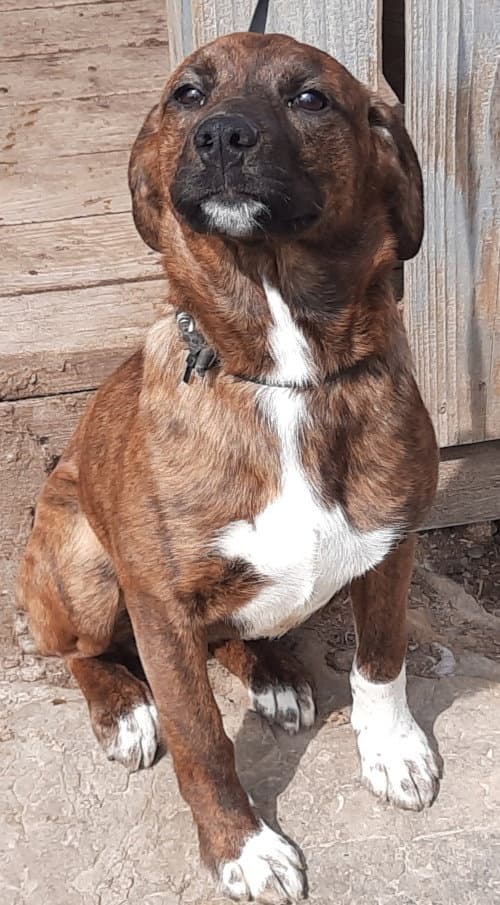 Boots - Plott Hound