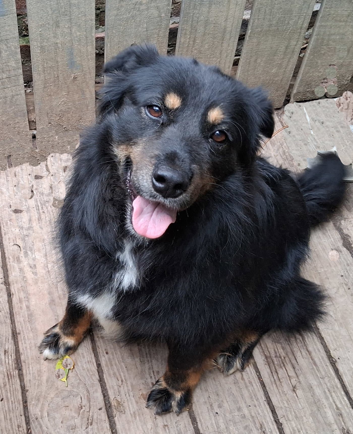 Rita - English Shepherd
