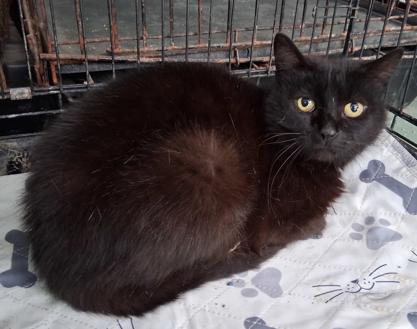 Charlotte - Domestic Short Hair