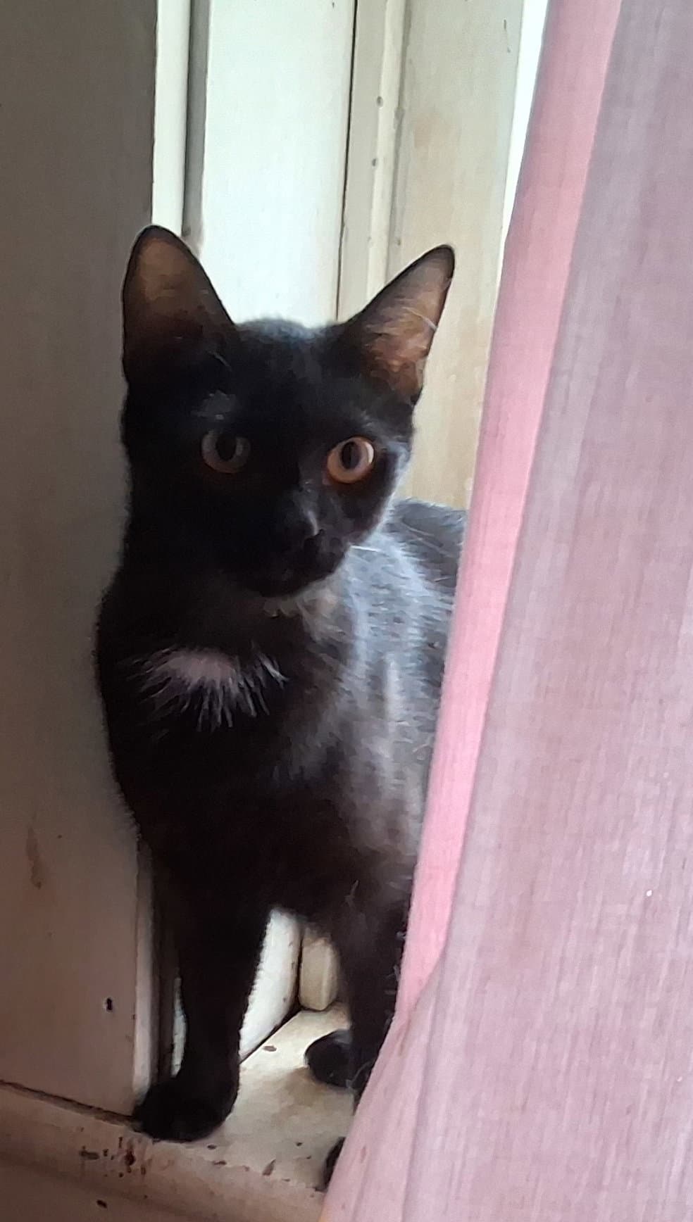 Augusta - Domestic Short Hair