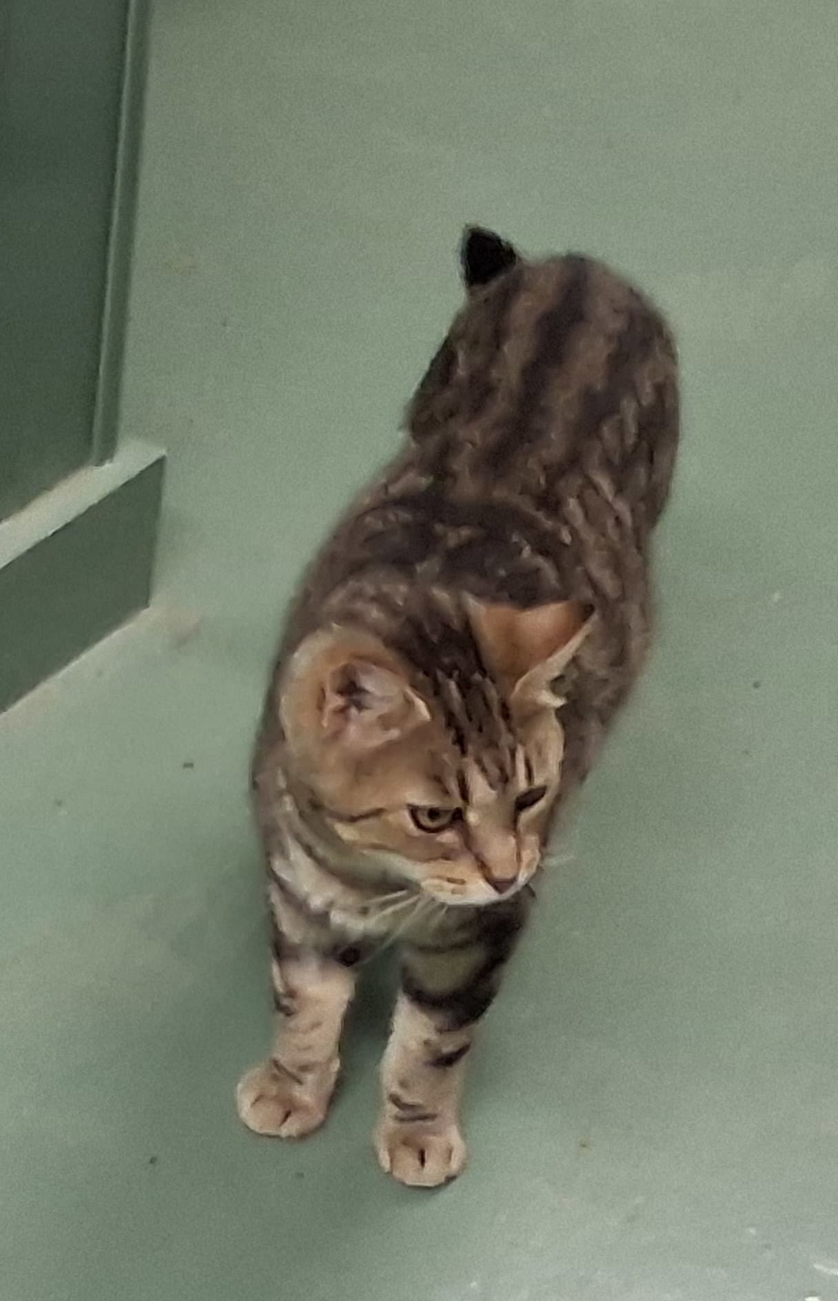 Glenda - Domestic Medium Hair