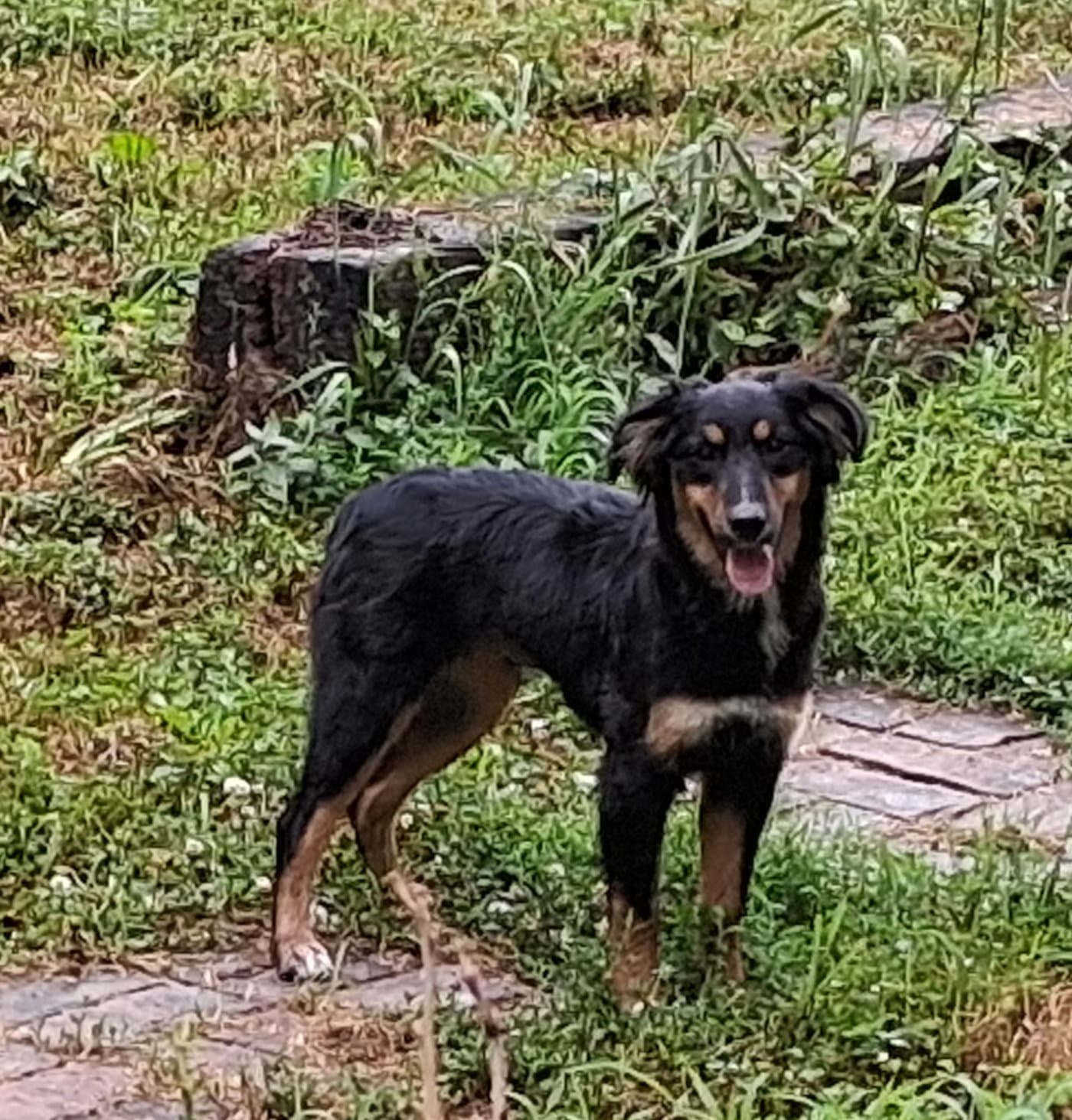 Lucy - Australian Shepherd