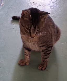 Whiskers image 4
