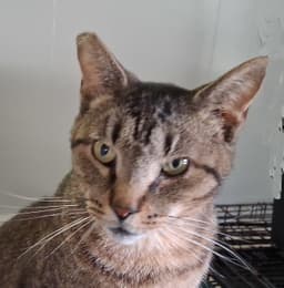 Whiskers image 1