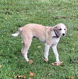 Tillie image 1
