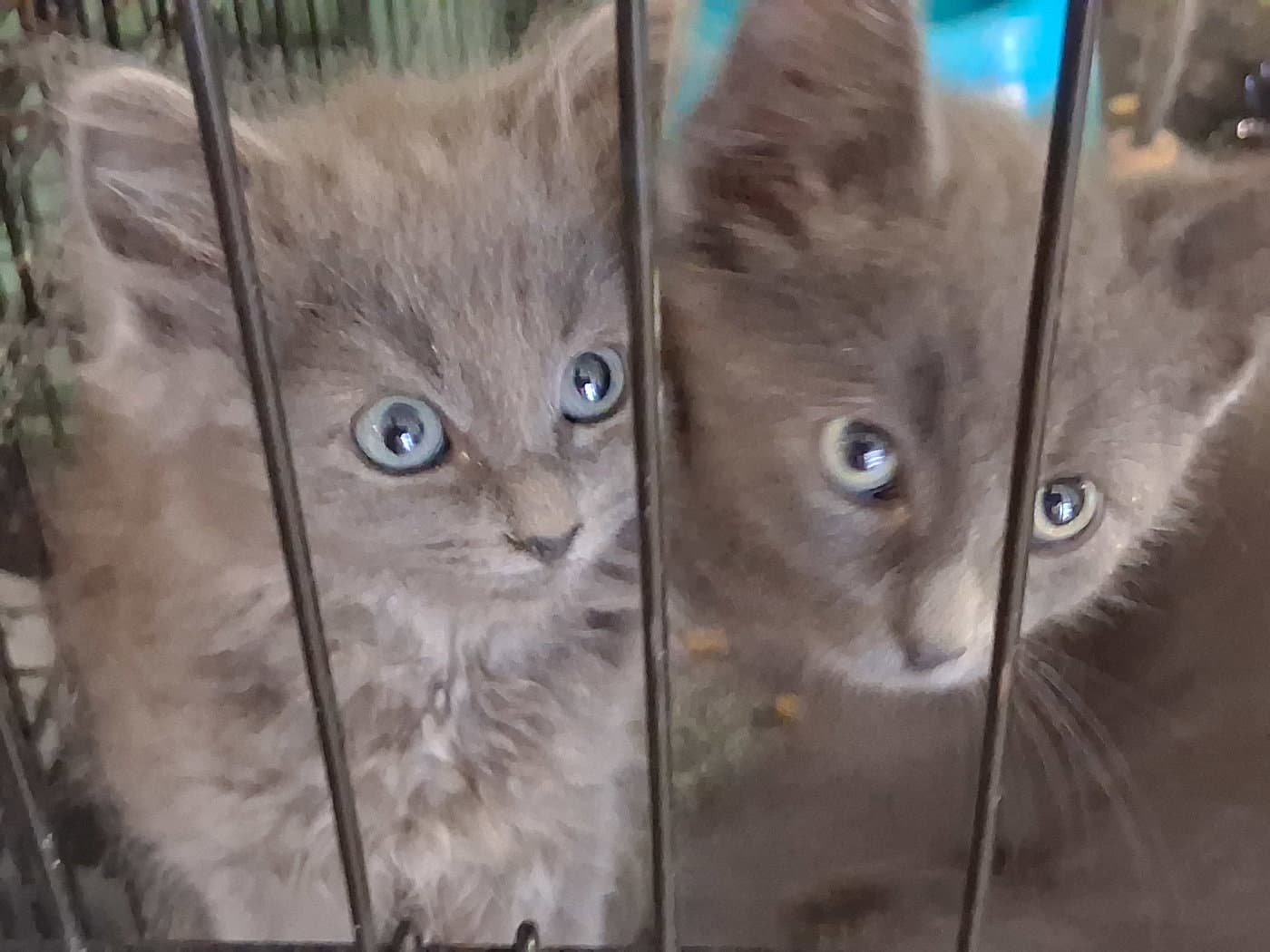 Stormy - Domestic Medium Hair