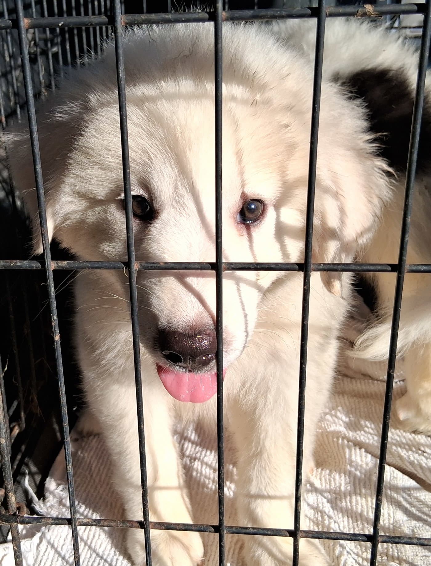 Persephone - Great Pyrenees