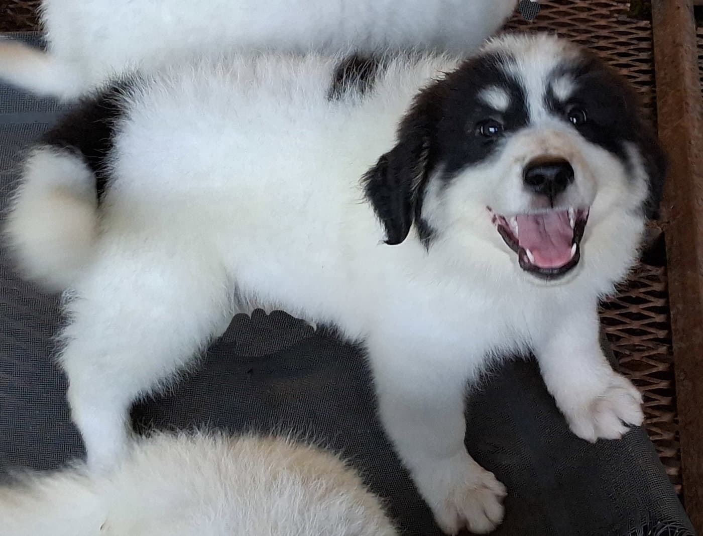 Hugo - Great Pyrenees