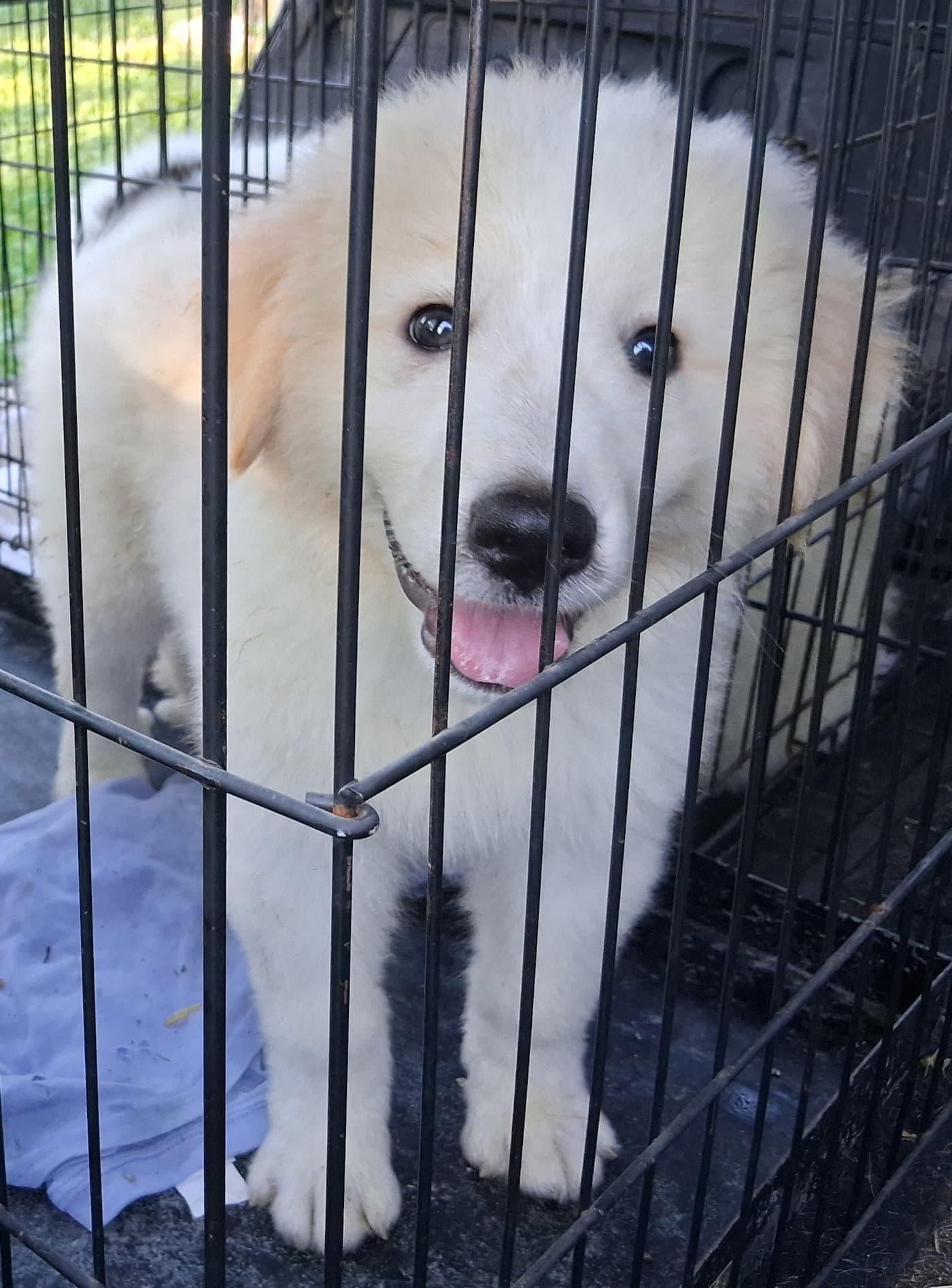 Paulo - Great Pyrenees