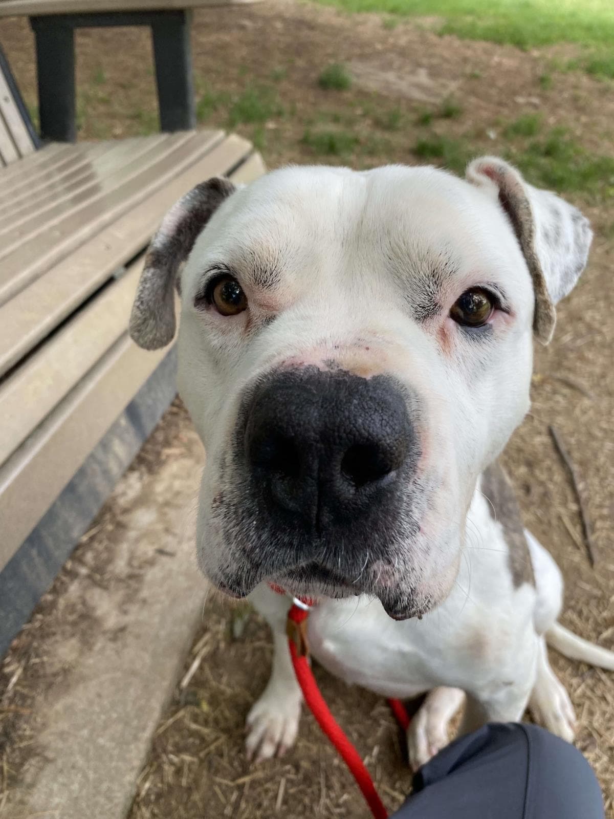 Guy - American Staffordshire Terrier