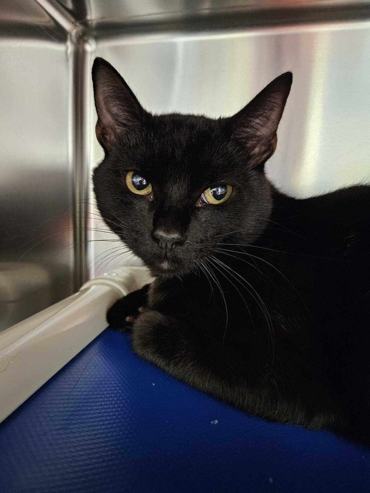 Dry Martini - Domestic Short Hair