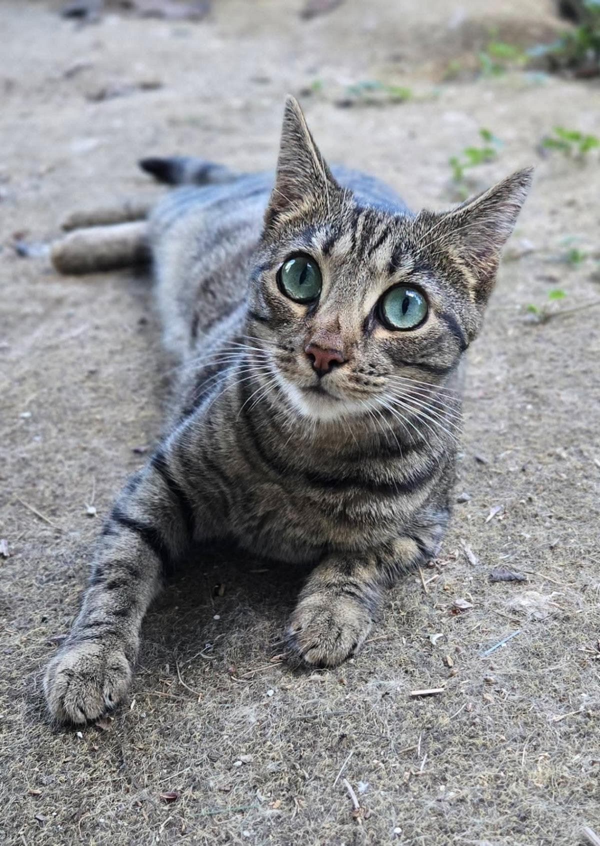 Caribou - Domestic Short Hair