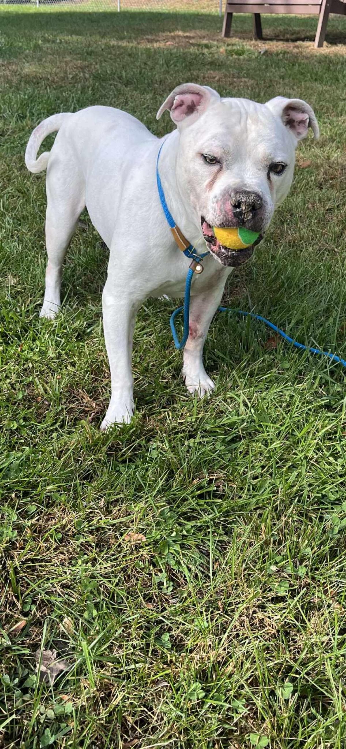 Nico - Dogo Argentino
