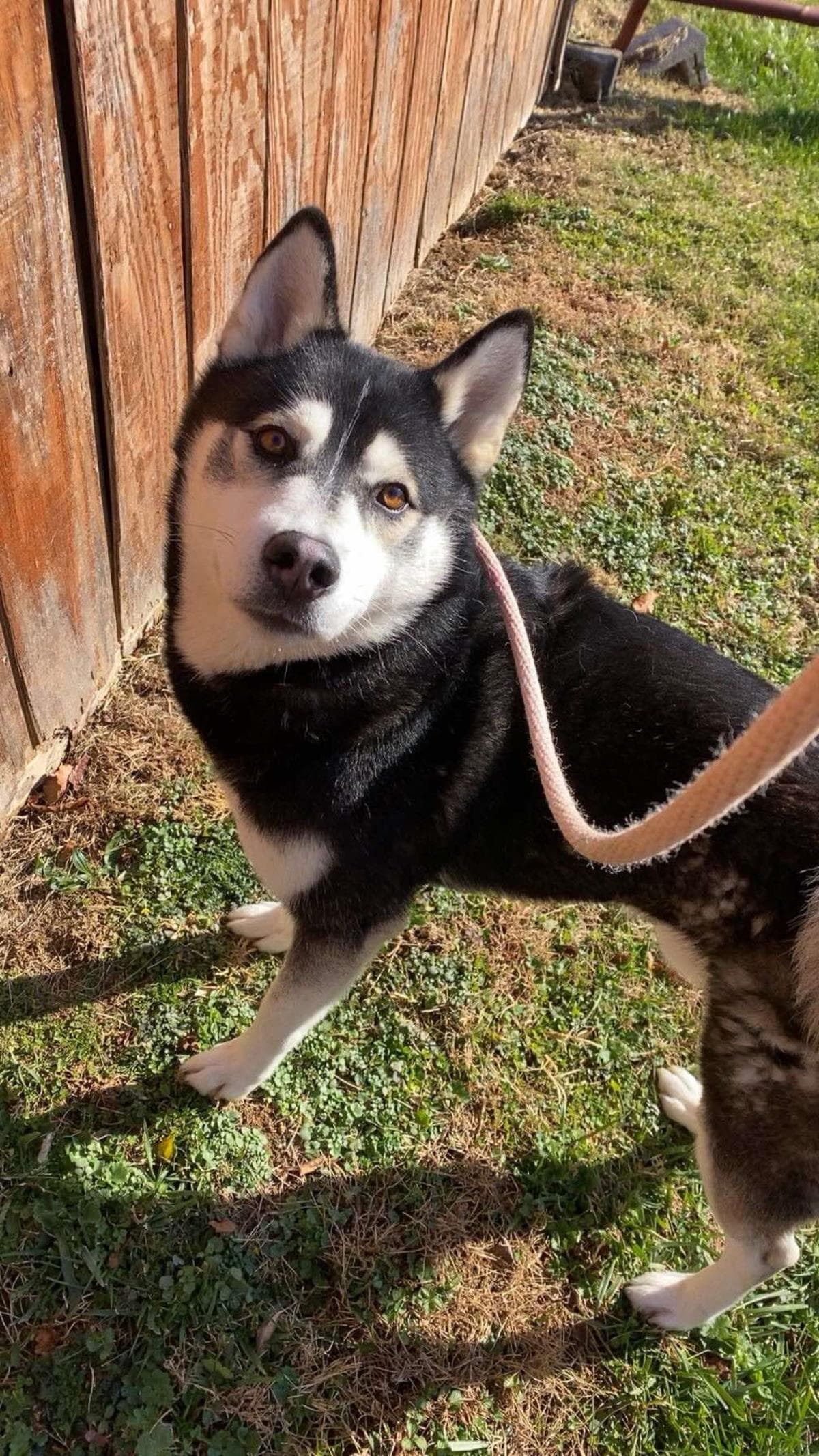 Sirius - Husky