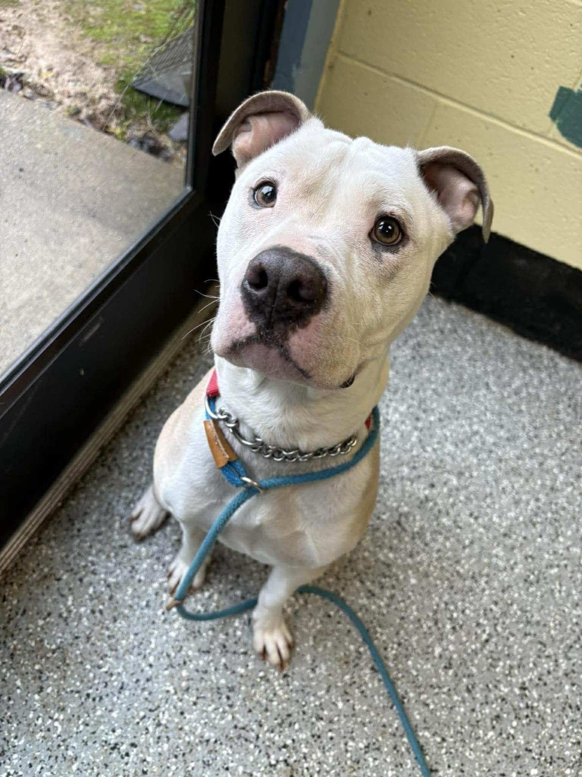 Carmella - American Staffordshire Terrier