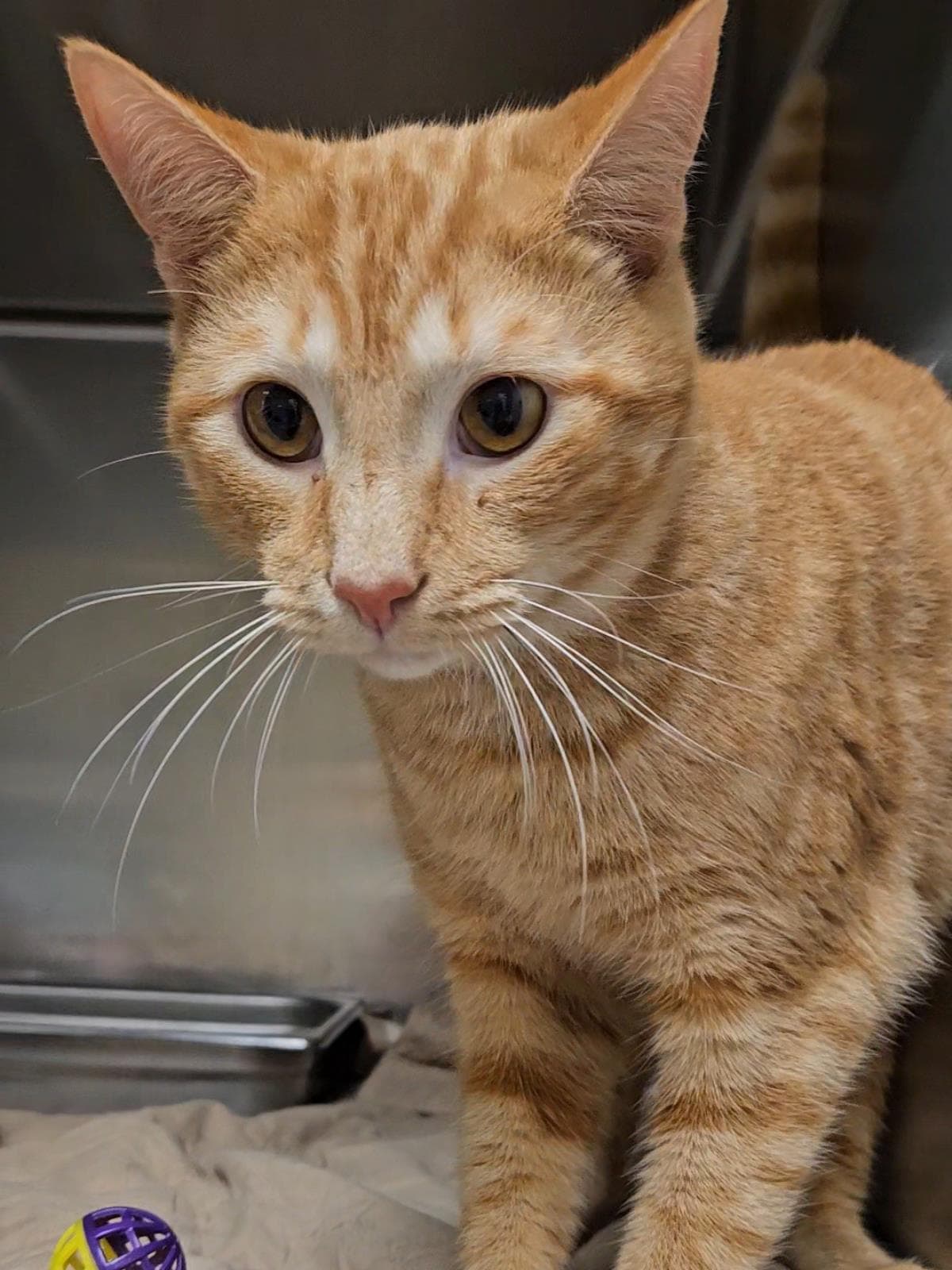 Baker - Domestic Short Hair