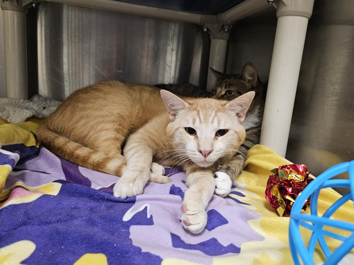 Geno - Domestic Short Hair