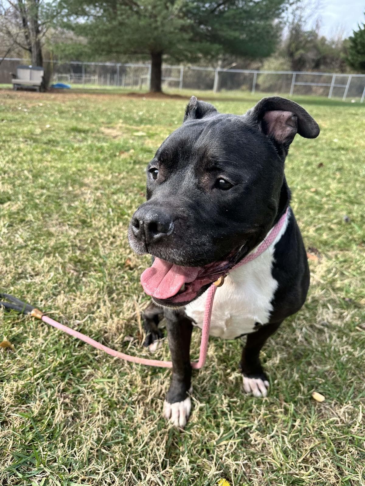Gilbert - American Staffordshire Terrier