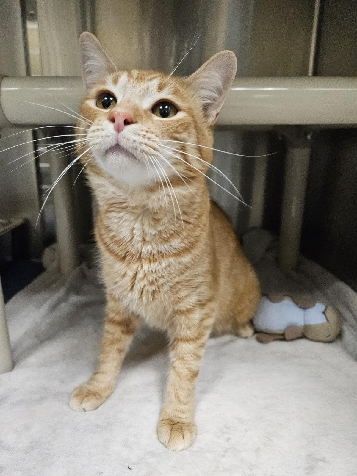 Kulta - Domestic Short Hair