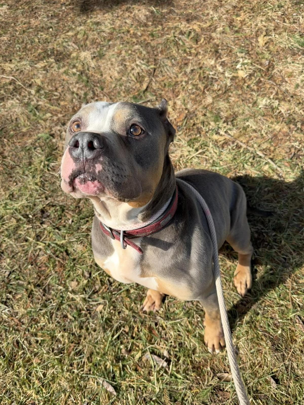 Sosa - American Staffordshire Terrier