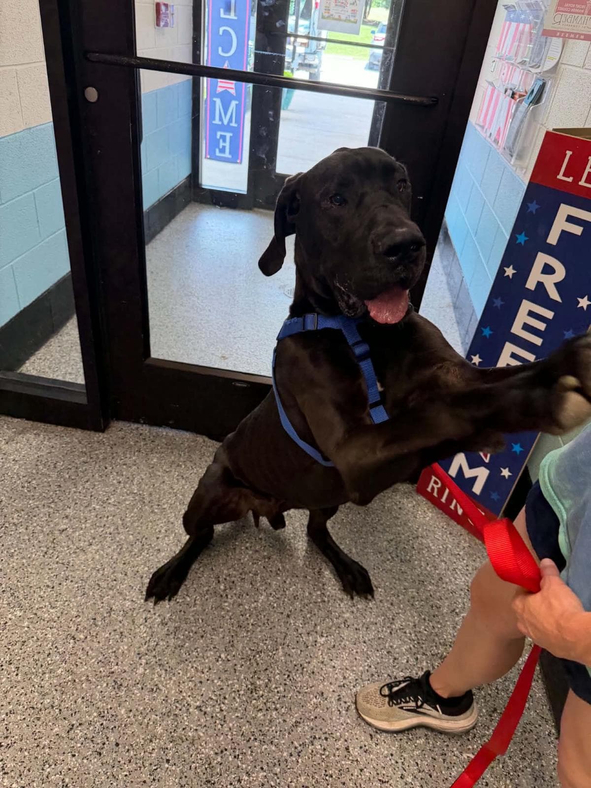 Dennis - Great Dane