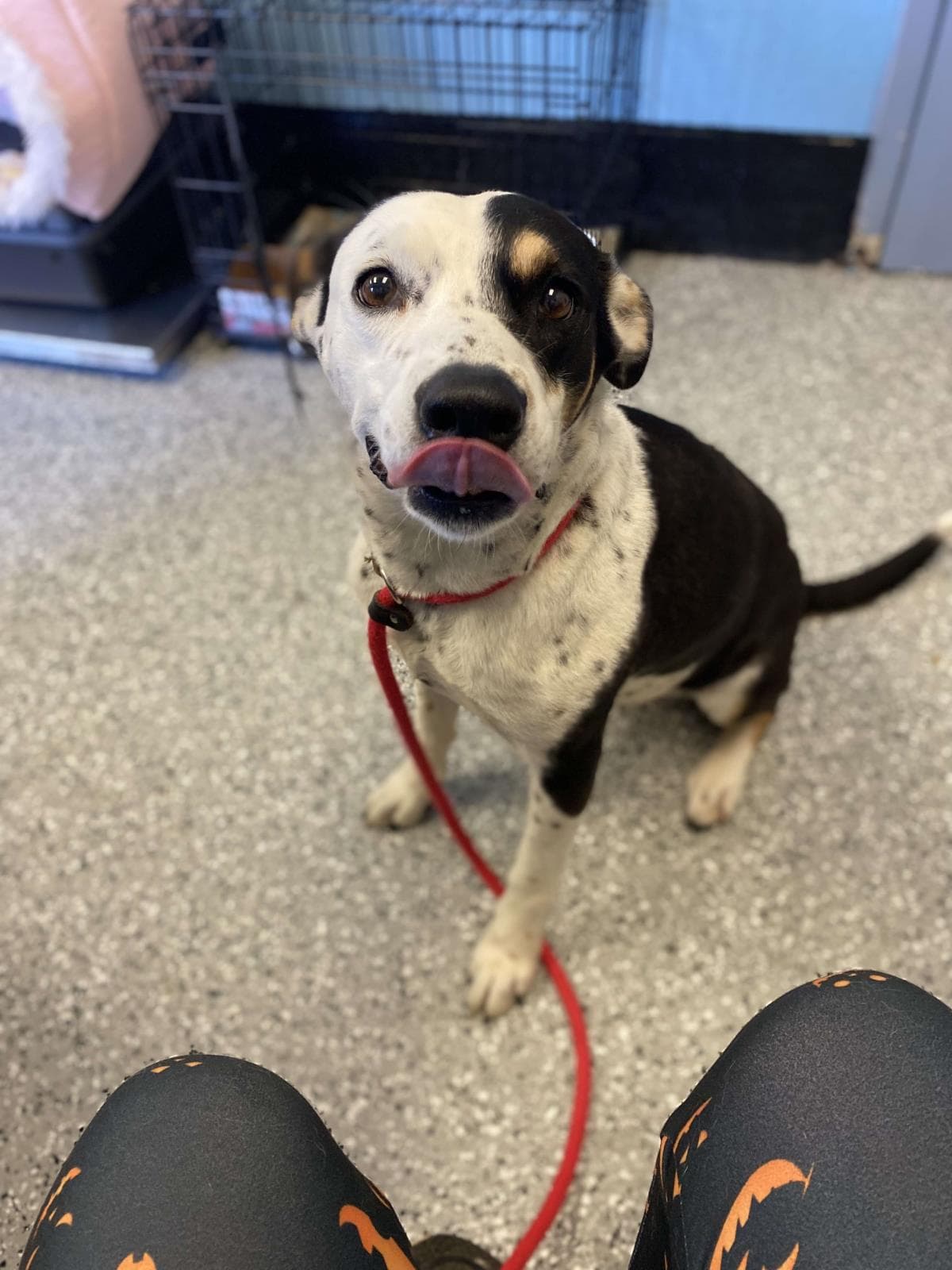 Molly - Hound