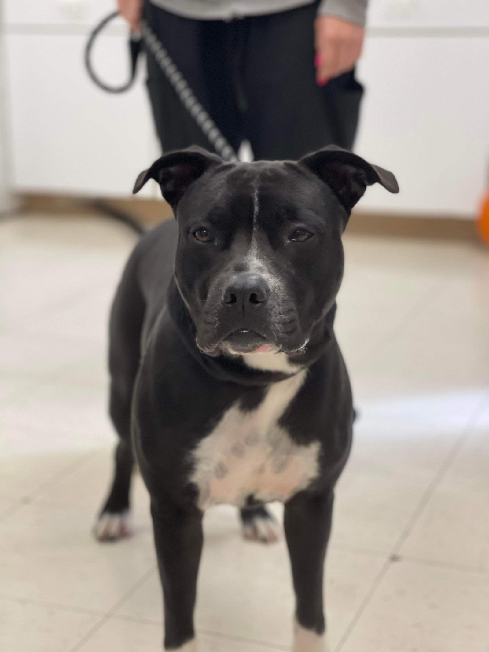 Paka Merle - Pit Bull Terrier