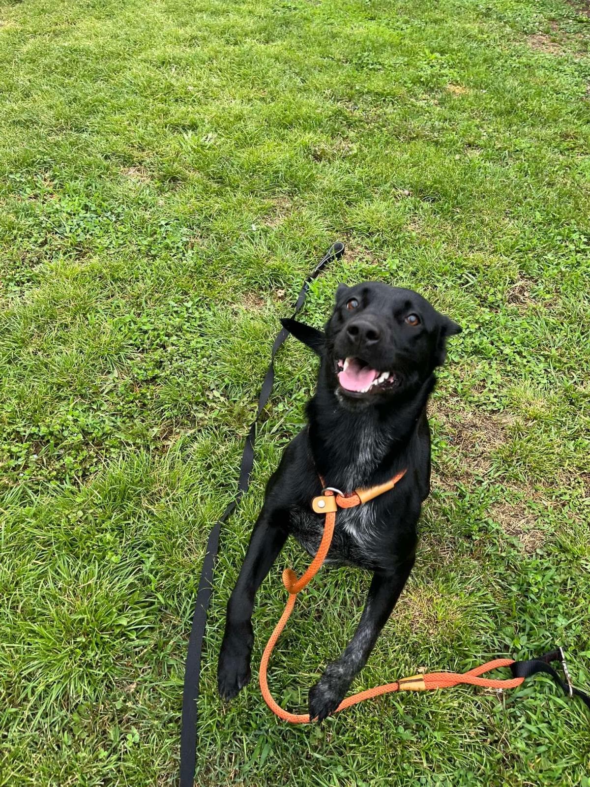 Jade - Labrador Retriever