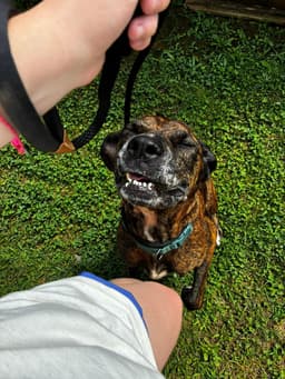 Molly image 1