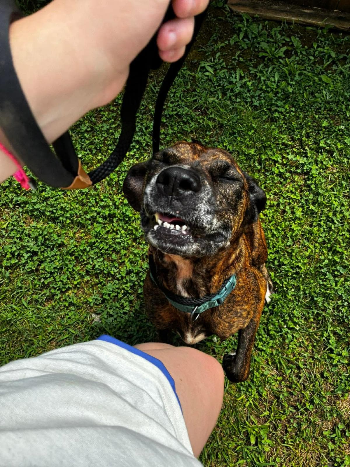 Molly - American Staffordshire Terrier