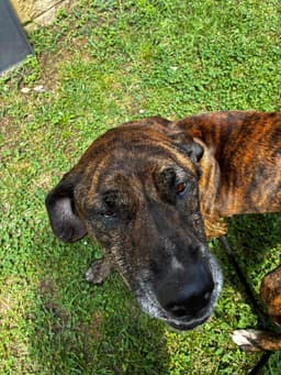 Molly image 3