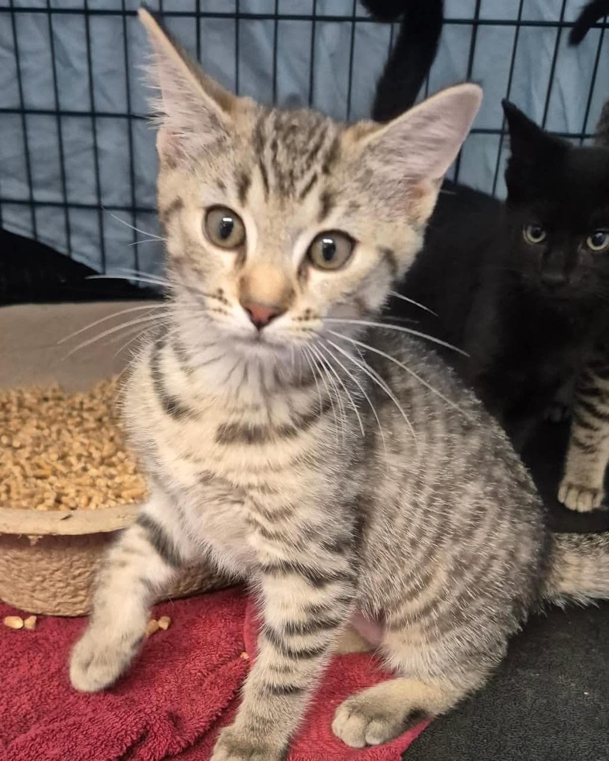 Cayenne Pepper - Domestic Short Hair