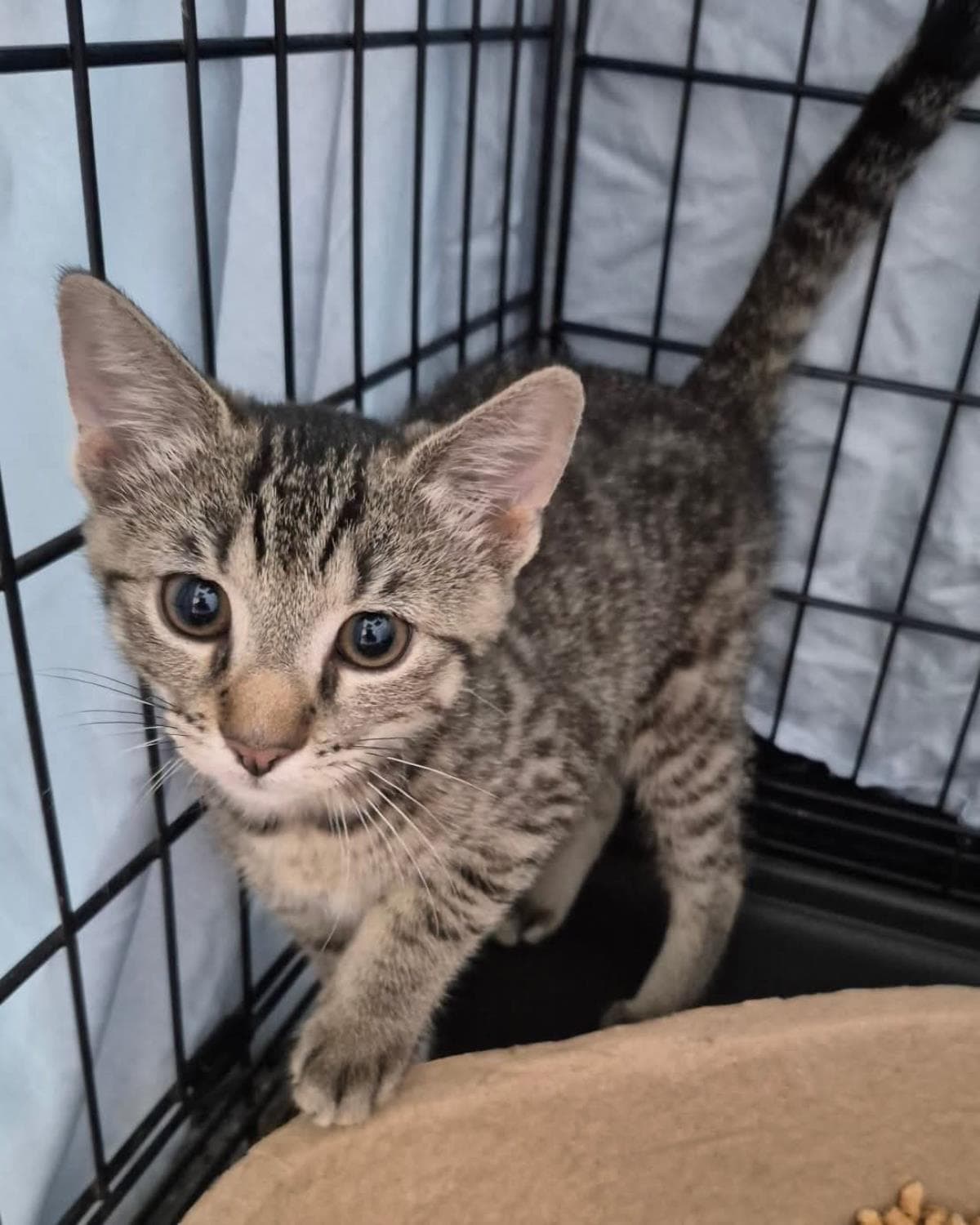 Carolina Reaper Pepper-Darker Tabby - Domestic Short Hair