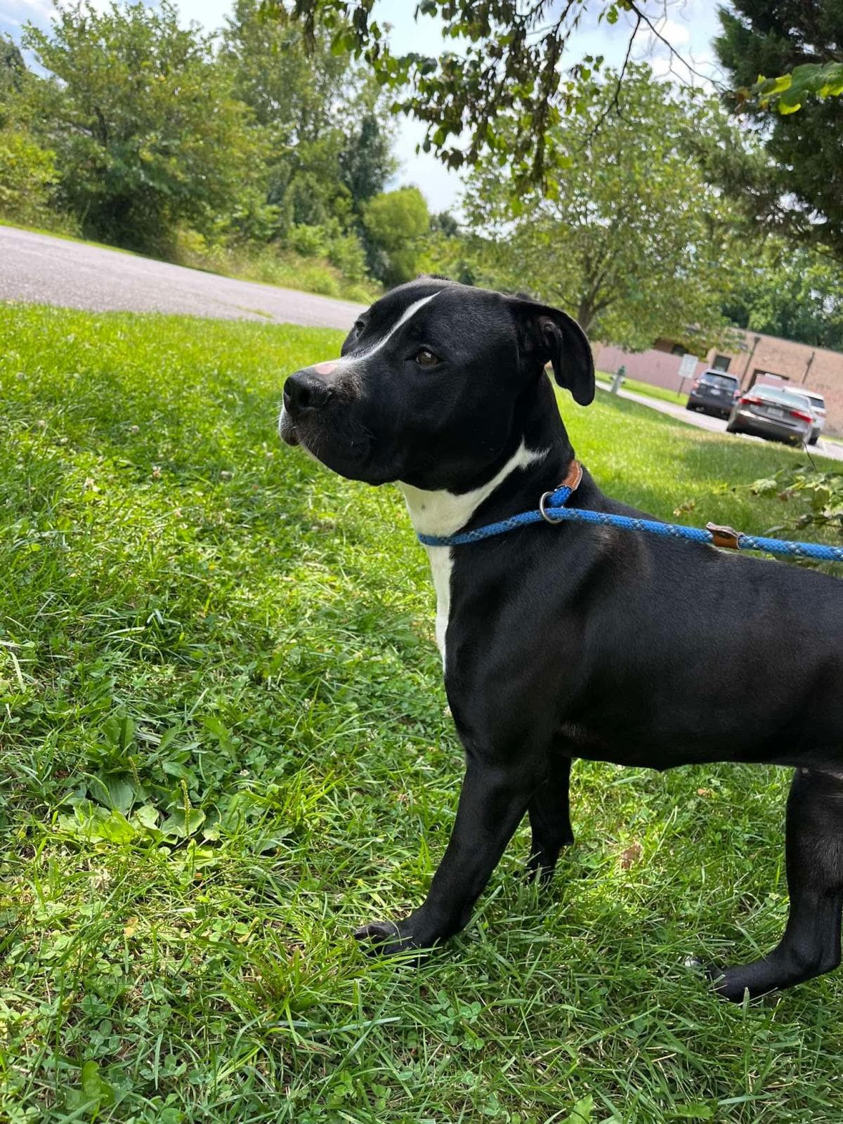 Charlotte - Pit Bull Terrier