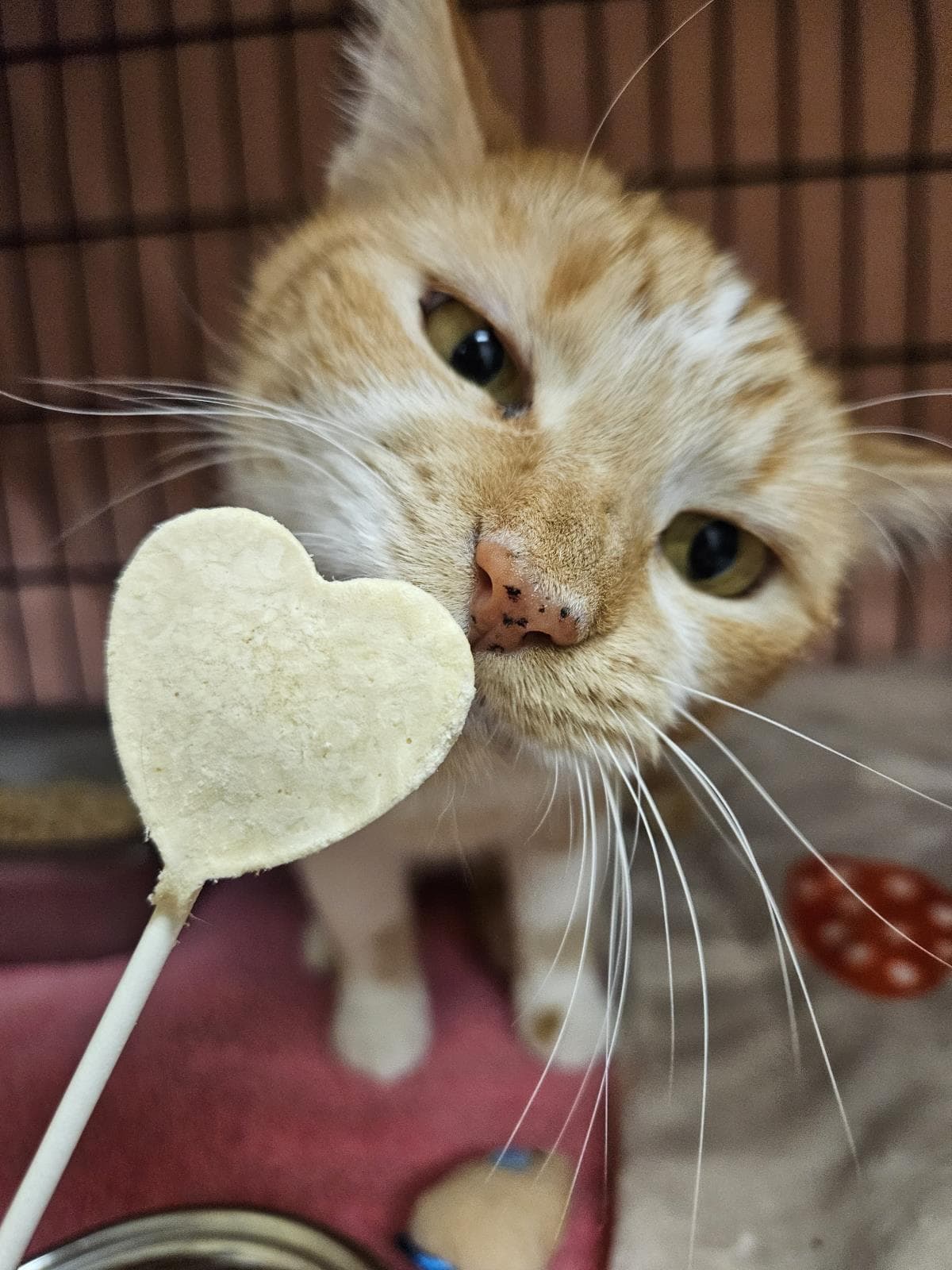 Elva - Domestic Short Hair