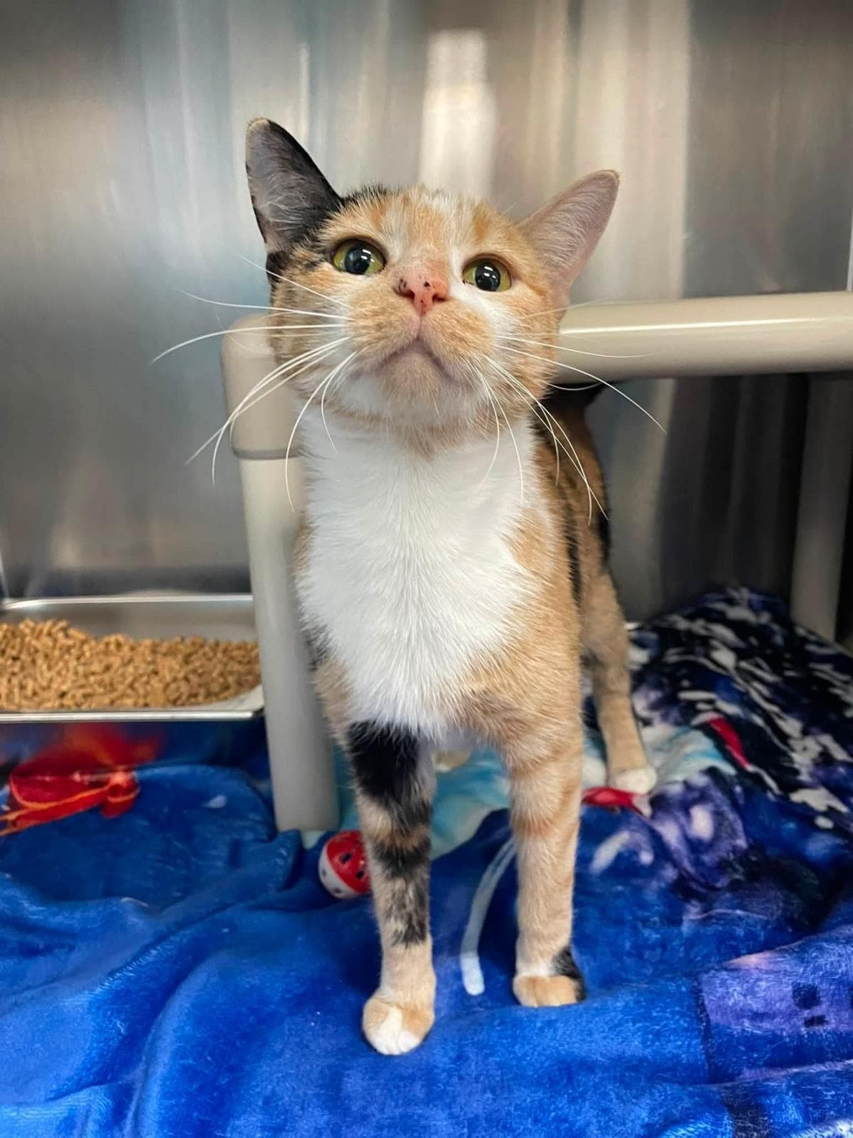Eloise - Domestic Short Hair