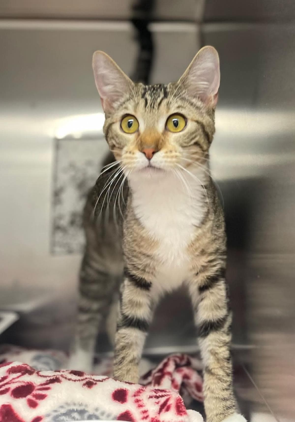 Tally - Domestic Short Hair