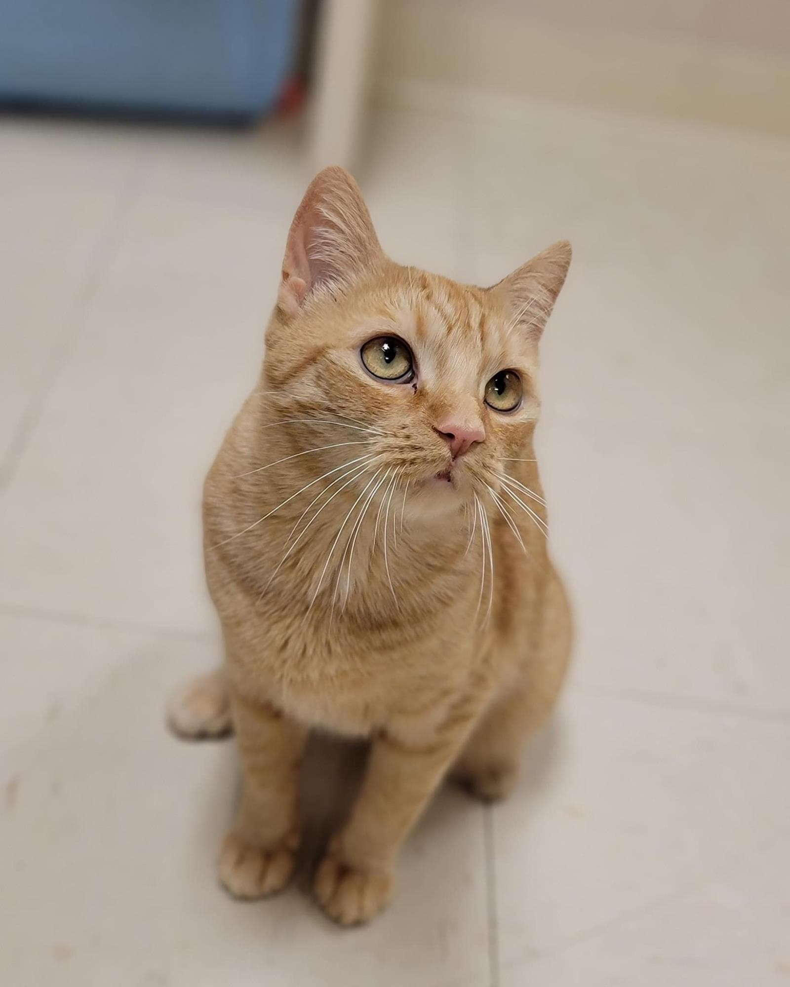 Tabby - Domestic Short Hair
