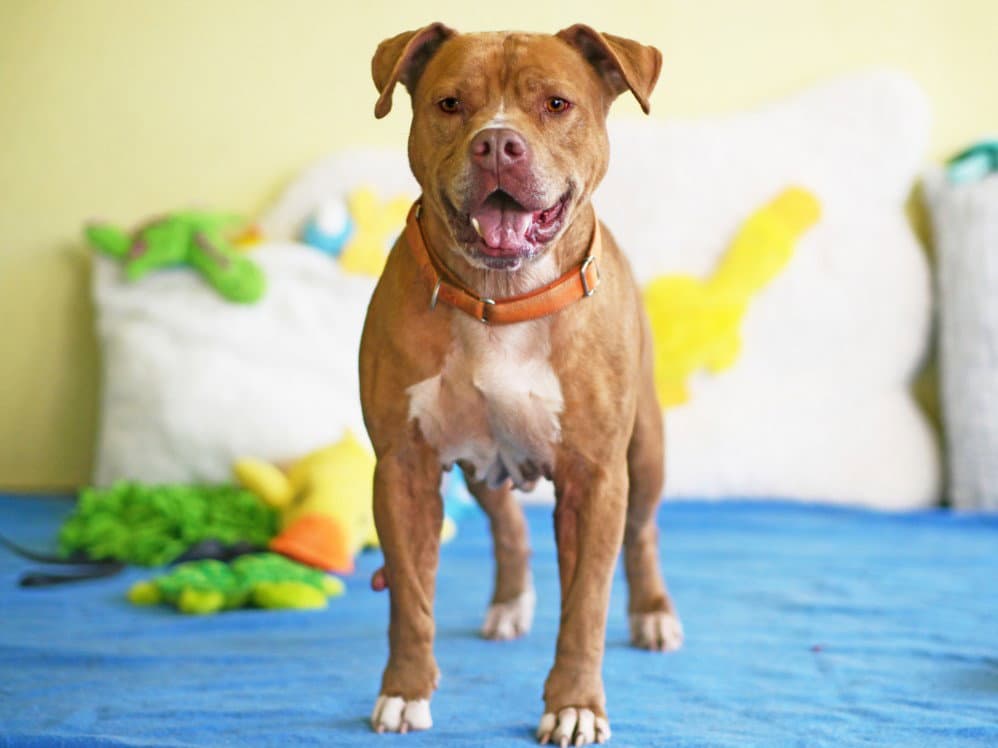 Chance - American Pit Bull Terrier