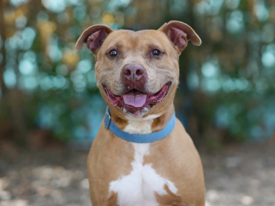 Benji - American Staffordshire Terrier